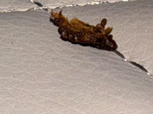 Monkey Slug (Caterpillar of the Hag Moth)
