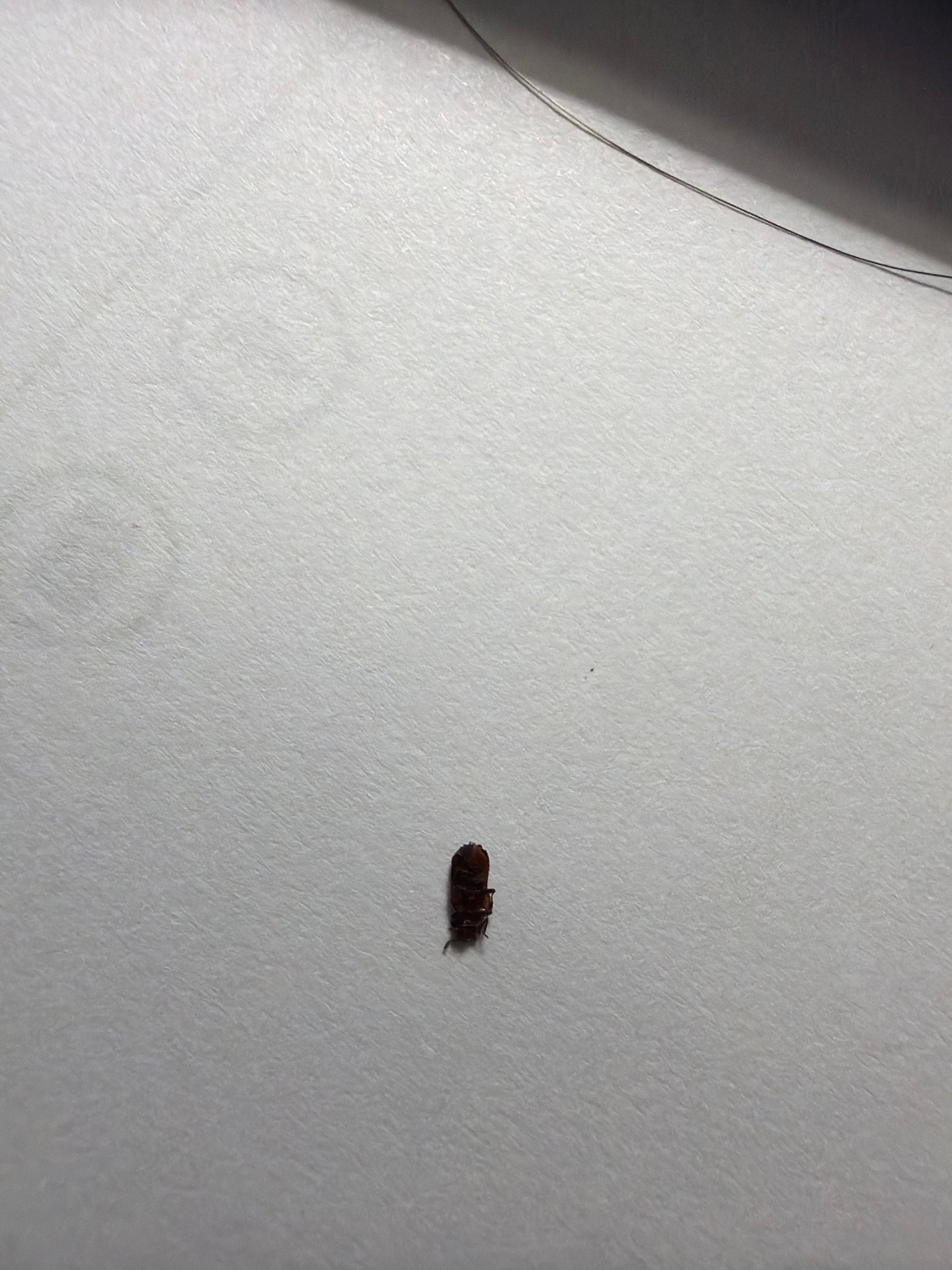Cigarette Beetle