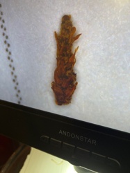 Cannot identify - Appears to be plant matter or highly degraded organic material