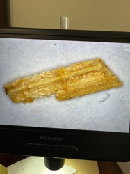 Not identifiable as an insect