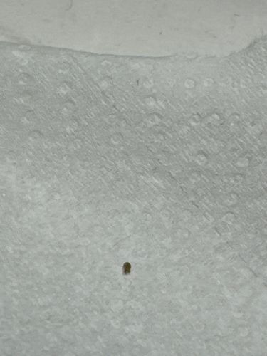 Carpet Beetle (larva)