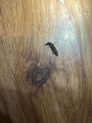 Ant or Winged Ant (likely a reproductive form)