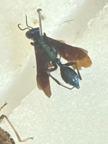 Tarantula Hawk Wasp