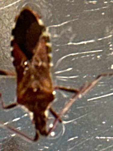 Brown Marmorated Stink Bug