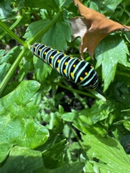 Black Swallowtail Caterpillar