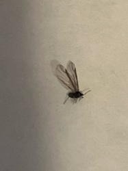 Fungus Gnat