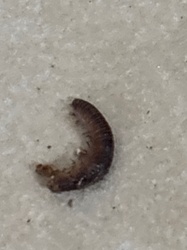 Millipede (juvenile/larval stage)