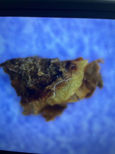 Case-bearing Clothes Moth Larva