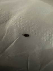 Fly (likely a house fly or similar common fly species)