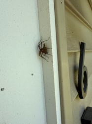 Huntsman Spider