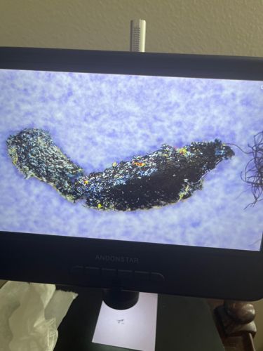 Bagworm Moth Larva (Casemaking Bagworm)