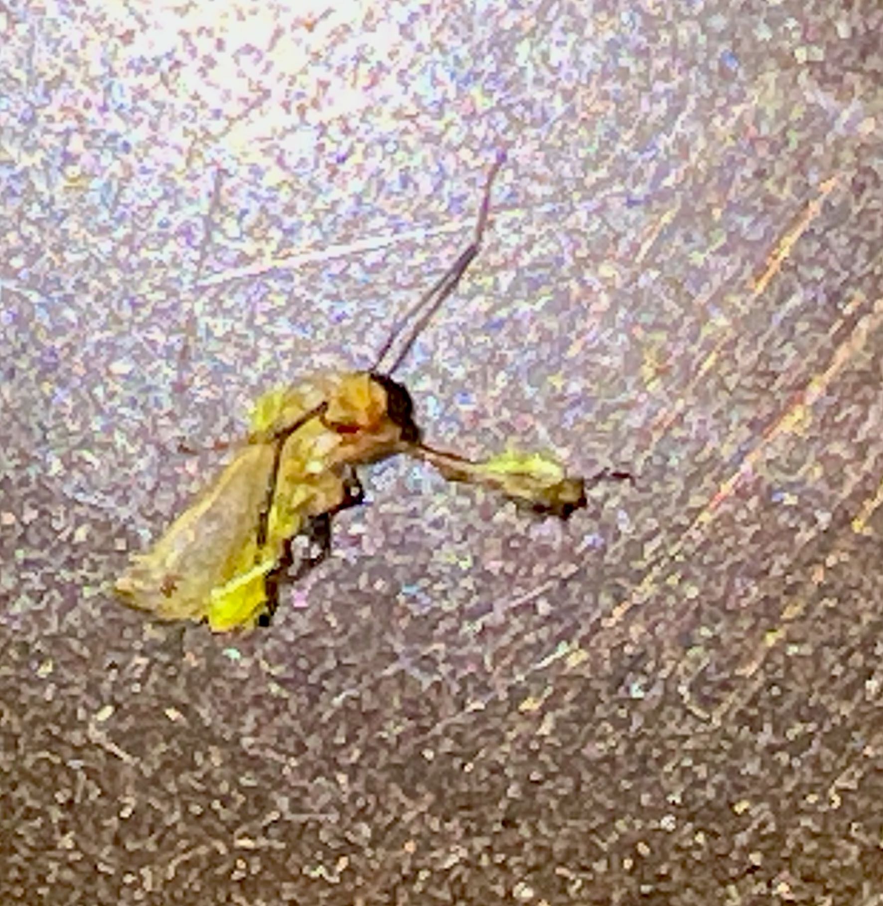 Ambush Bug