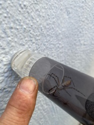 Wasp Spider, Banded Garden Spider