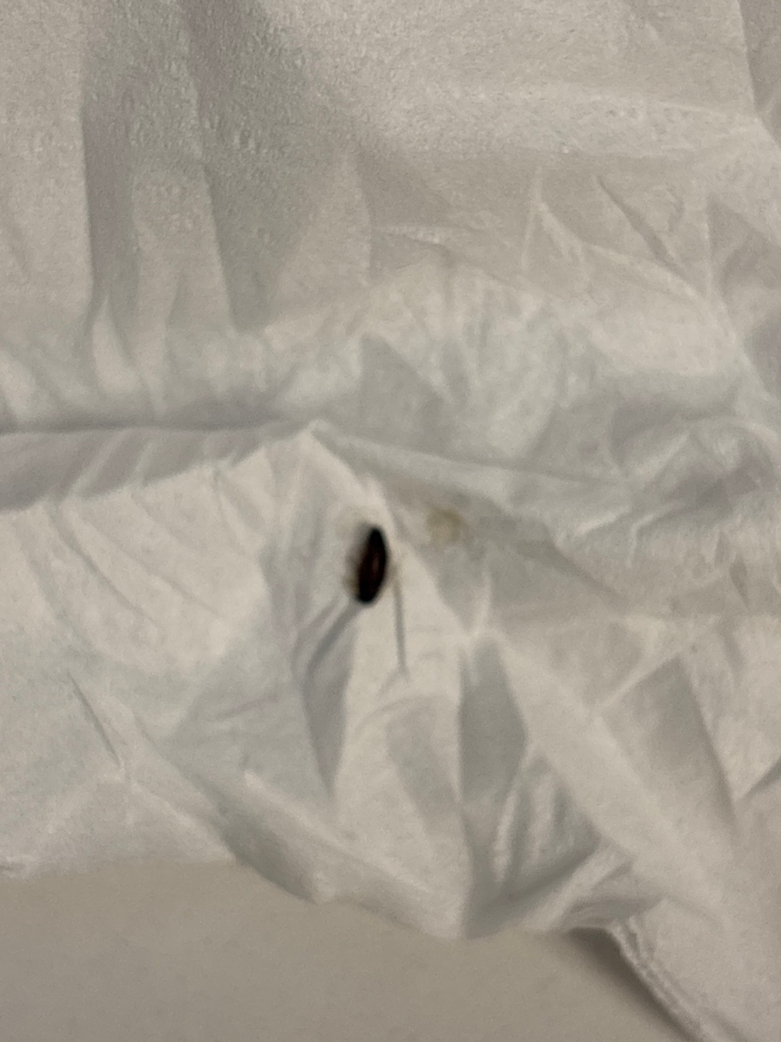 Carpet Beetle