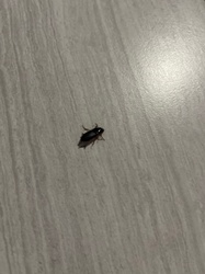 Ground Beetle