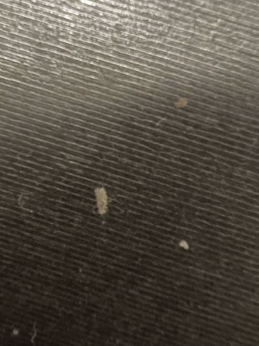 Carpet Beetle Larva (most likely Dermestidae family, possibly varied carpet beetle or black carpet beetle)