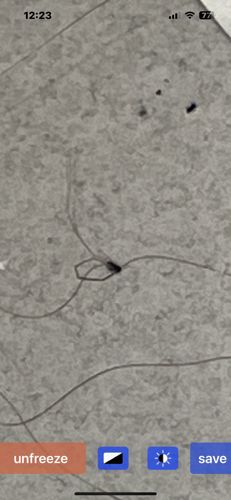 Cellar Spider, Daddy Long-legs Spider, Vibrating Spider