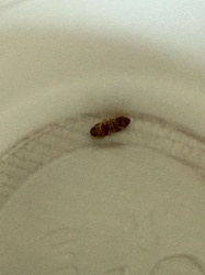Carpet Beetle Larva (most likely Varied Carpet Beetle or Black Carpet Beetle)