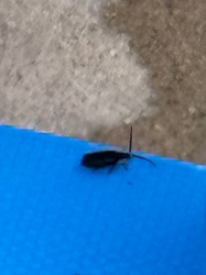 Firefly