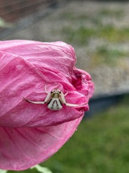 Flower Crab Spider