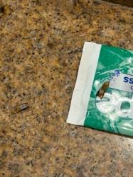 Casebearer Moth (likely a household casebearer or tapestry moth)