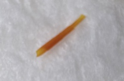Wireworm (click beetle larva)