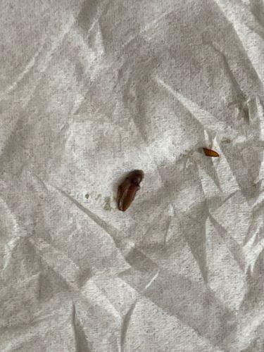 Scarab beetle larva (Grub)