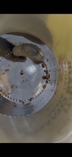 Grub (Beetle larva)