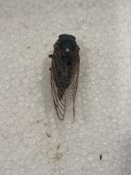Cicada