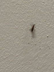 Fruit fly, Vinegar fly