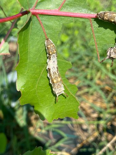 Geometer Moth Caterpillar (Commonly known as Inchworm or Looper)