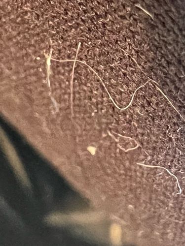 Webbing clothes moth (larva/case fragment)