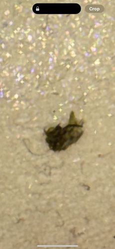 Case-bearing Clothes Moth