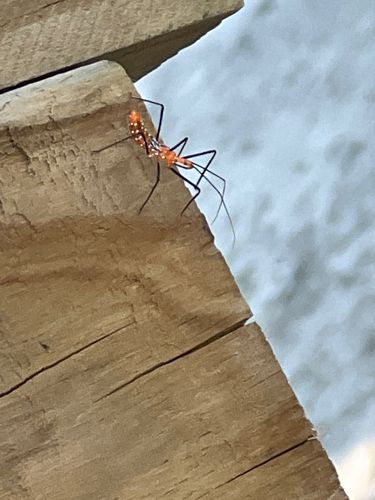 Assassin Bug Nymph (Likely Reduvius personatus or another species in Reduviidae)