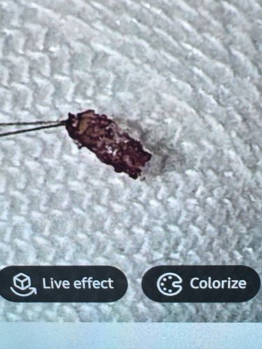 Case-bearing Clothes Moth