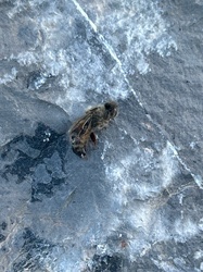 Honey Bee