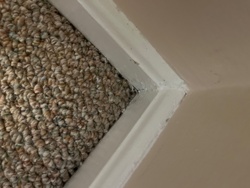 Silverfish or Firebrat