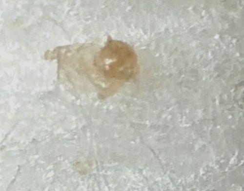 Bed Bug (Likely a cast skin or nymph)