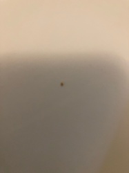 Varied Carpet Beetle