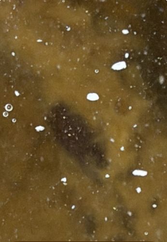 Globular Springtail