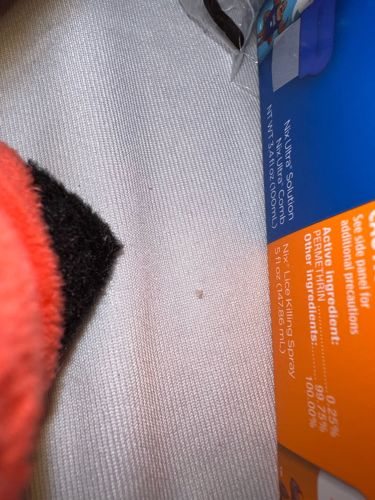 Unidentifiable insect/debris