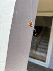 Marbled Orb-weaver