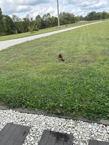 Unidentifiable insect/bug