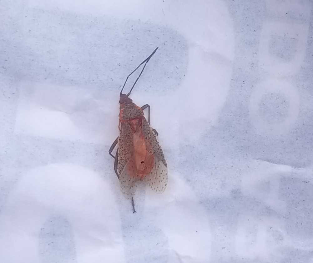 Spotted Lanternfly (adult)