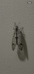 Adult Antlion (Spotted-winged Antlion)