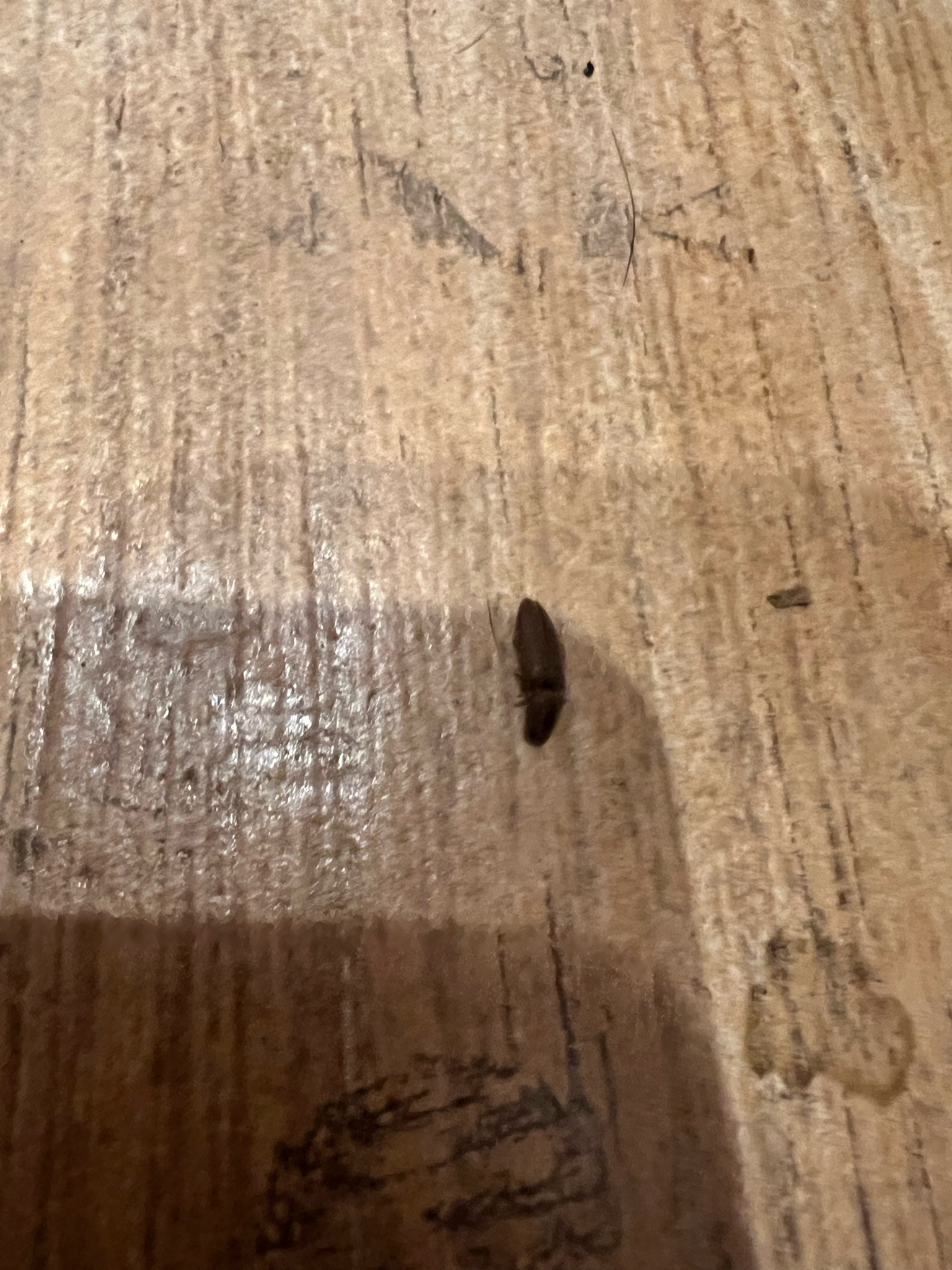 Adult carpet beetle (likely varied carpet beetle)