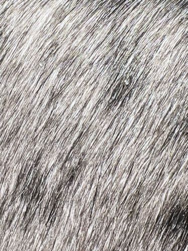 Image is not an insect/bug