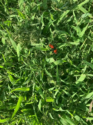 Red-shouldered Blister Beetle