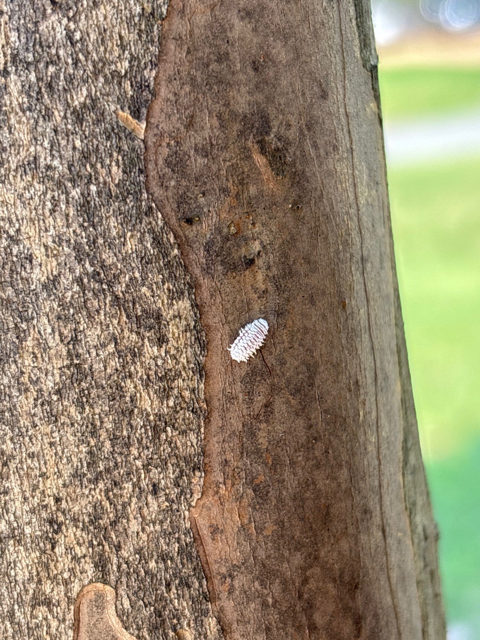 Mealybug Ladybird Larva