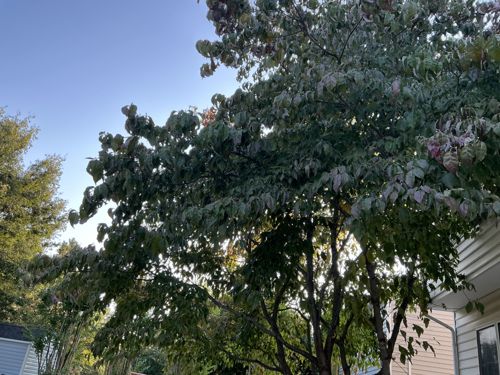 Image provided does not contain a discernible bug or insect.